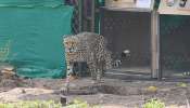 Namibian Cheetah : വൃക്ക സംബന്ധമായ അസുഖം രൂക്ഷമായി; ആഫ്രിക്കയിൽ നിന്നെത്തിച്ച ഒരു ചീറ്റപ്പുലി ചത്തു