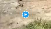 Viral Video : ചെരുപ്പ് അടിച്ച് മാറ്റുന്നു പാമ്പോ...? വീഡിയോ വൈറൽ