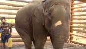 PM 2 Elephant: പിഎം 2 ആനയെ തിരികെ കാട്ടിൽ വിട്ടേക്കും; മൃഗസ്നേഹികളുടെ ആവശ്യം വനം വകുപ്പിൻ്റെ പരിഗണനയിൽ