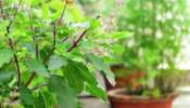 Tulsi For Skin Care: ചർമ്മ സൗന്ദര്യത്തിനും തുളസി; ഉപയോ​ഗിക്കേണ്ടതിങ്ങനെ