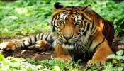 Tamilnadu Tiger: 3.5 കോടി രൂപ, നാല് ഹെക്ടർ ഭൂമി കടുവയ്ക്ക് പ്രകൃതിദത്ത ആവാസവ്യവസ്ഥയൊരുക്കി തമിഴ്നാട് 