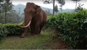 Padayappa Elephant: പടയപ്പ മിസ്സിം​ഗ്...മൂന്നാറില്‍ ആനയെ കാണാതായിട്ട് 20 ദിവസം