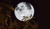 Museum Of Moon: കനകക്കുന്നിൽ ചന്ദ്രോദയം..! കൗതുകമായി &#039;മ്യൂസിയം ഓഫ് ദ മൂൺ&#039;