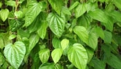 Betel Leaves: ആള് നിസ്സാരനല്ല..! വെറ്റിലയുടെ ഔഷധ​ഗുണങ്ങൾ അറിയാമോ..?