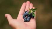 Blueberry Benefits: അറിയാം ബ്ലൂബെറിയുടെ ആരോ​ഗ്യ ​ഗുണങ്ങൾ