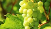 Green Grapes Benefits: നിങ്ങളുടെ ഈ പ്രശ്നത്തിന് പരിഹാരം..! അറിയണം പച്ചമുന്തിരിയുടെ ​ഗുണങ്ങൾ