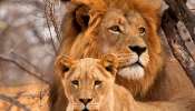 Lions Name Controversy: വിവാദത്തിന് പിന്നാലെ നടപടിയെടുത്ത് ത്രിപുര സർക്കാർ; വനംവകുപ്പ് ഉദ്യോഗസ്ഥന് സസ്‌പെൻഷൻ