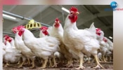 Chicken Price In Kerala: 1 കിലോ കോഴി ഇറച്ചിയുടെ വില അറിഞ്ഞോ...? ഇത് റെക്കോർഡ്