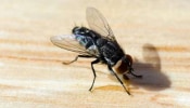 Easy Trick To Get Rid of Houseflies: ഈച്ച ശല്യം കാരണം പൊറുതിമുട്ടിയോ...? ഈ ഒറ്റമൂലി മാത്രം മതി! ഈച്ച കണ്ടം വഴി ഓടും