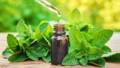 Peppermint Oil Benefits: ചർമ്മത്തിനും മുടിക്കും പെപ്പർമിന്റ് ഓയിൽ! ​ഗുണങ്ങൾ അറിയാം