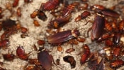  Cockroaches in house: പാറ്റ ശല്യത്താൽ വലയുകയാണോ? ഇവ പരീക്ഷിച്ച് നോക്കൂ, പാറ്റയെ തുരത്താം...