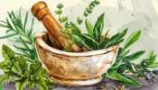 Ayurvedic Herbs: ഈ ആയുർവേദ ഔഷധങ്ങൾ നിങ്ങളുടെ ഭക്ഷണത്തിൻറെ ഭാഗമാണോ? ഇല്ലെങ്കിൽ ഉടൻ തന്നെ ഭാഗമാക്കൂ!