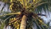 Coconut Price In Kerala: സംസ്ഥാനത്ത് നാളികേര വില സർവകാല റെക്കോഡിൽ; കിലോ 47 രൂപ!