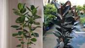 Vastu Tips For Indoor Plant: ഈ ചെടി വീട്ടിൽ വള‍ർത്തൂ... സമ്പത്തും സൗഭാ​ഗ്യവും നിങ്ങളെ തേടിയെത്തും! എന്നാൽ ഈ തെറ്റ് വരുത്താതെ സൂക്ഷിക്കുക!