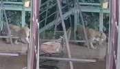 Leopard In Wayanad: കാട്ടാനയെ ഓടിച്ചുവിട്ടപ്പോൾ ദേ പുലി! വയനാട് വൈത്തിരിയിൽ വീട്ടുമുറ്റത്ത് പുള്ളിപ്പുലി