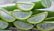 Benefits Of Aloe Vera: കറ്റാർവാഴ ഇങ്ങനെ ഉപയോഗിച്ച് നോക്കൂ, അത്ഭുതപ്പെടുത്തും ഈ ഗുണങ്ങൾ!