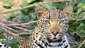 Leopard in Kannur: കണ്ണൂരിൽ ജനവാസ മേഖലയിൽ പുലി; പന്നിക്ക് വേണ്ടി വെച്ച  കെണിയിൽ കുടുങ്ങി