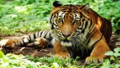 Mananthavady Tiger Attack: &#039;നരഭോജി&#039;യായി പ്രഖ്യാപിച്ച് സർക്കാർ; പഞ്ചാരക്കൊല്ലിയിലെ കടുവയെ വെടിവെച്ച് കൊല്ലും!