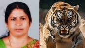 Mananthavady Tiger Attack: പഞ്ചാരക്കൊല്ലിയിലെ നരഭോജി കടുവ ചത്ത നിലയിൽ, കഴുത്തിൽ ആഴത്തിൽ മുറിവ്