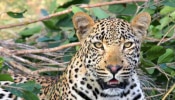 Wayanad Leopard Attack: വയനാട്ടിൽ വീണ്ടും വന്യജീവി ആക്രമണം; പുലിയുടെ ആക്രമണത്തിൽ യുവാവിന് പരിക്ക്