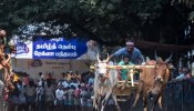 Tamil Thembu Festival: തമിഴ് തെമ്പ് ഉത്സവത്തിന് ആവേശം പകർന്ന് കാളവണ്ടിയോട്ടമത്സരം 
