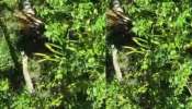 Tiger Attack: ദൗത്യസംഘത്തെ ആക്രമിക്കാനാഞ്ഞപ്പോൾ വെടിവച്ചു; ഇടുക്കിയിൽ ജനവാസ മേഖലയിൽ ഇറങ്ങിയ കടുവ ചത്തു