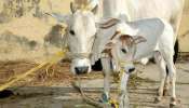 Cow Maganetic Power: പശുക്കൾക്ക് കാന്തികശക്തി! രോഗാണുക്കളെ അകറ്റും!!! പറഞ്ഞത് പഞ്ചാബ് ഗവർണർ