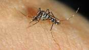 Chikungunya Epidemic: ചിക്കന്‍ഗുനിയ വ്യാപനം, കേരളം കരുതിയിരിക്കണം; ജാഗ്രത വേണമെന്ന് മന്ത്രി വീണാ ജോര്‍ജ്