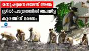Baby Monkey Dead: കുടത്തിനുളളില്‍ തല കുടുങ്ങി: കുട്ടി കുരങ്ങന് ജീവന്‍ നഷ്ടമായി,ശവസംസ്‌കാരം നടത്തി വനംവകുപ്പ്