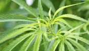 Marijuana Seized: വീട്ടില്‍ കഞ്ചാവ് നട്ടുവളര്‍ത്തി; അക്കൗണ്ട്‌സ് ജനറല്‍ ഓഫീസ് ഉദ്യോഗസ്ഥന്‍ പിടിയില്‍