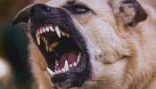 Stray Dog attack: തെരുവുനായ ആക്രമണം; കൊല്ലത്ത് പതിനൊന്നു പേർക്ക് പരിക്ക്