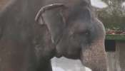 Elephant Attack: കാളികാവിലെ കടുവാ ദൗത്യത്തിനിടെ കുംകിയാന കുഞ്ചു പാപ്പാനെ എടുത്തെറിഞ്ഞു; പാപ്പാൻ ചന്തുവിന് ഗുരുതര പരിക്ക്