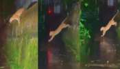 Wayanad Leopard: വയനാട് സുൽത്താൻ ബത്തേരിയിൽ വീണ്ടും പുലിയിറങ്ങി; പുലി കടന്നുപോയത് കാർ യാത്രക്കാർക്ക് മുന്നിലൂടെ- VIDEO