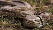Snake Found: ഓഫീസിലെ ശുചിമുറിയിൽ ഒരു ശൂ..ശൂ.. ശബ്ദം, കലക്ടറേറ്റില്‍ കണ്ടത് പെരുമ്പാമ്പിന്റെ കുഞ്ഞ്..!