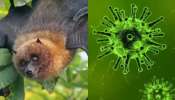 Nipah Virus Kerala: കേരളം വീണ്ടും നിപ ഭീതിയിൽ; സമ്പർക്കപ്പട്ടികയിൽ 345 പേർ, സ്ഥിതി​ഗതികൾ വിലയിരുത്തി ഉന്നതതലയോ​ഗം