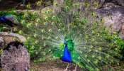 Peacock Found Dead: കൃഷിയിടത്തില്‍ 11 മയിലുകള്‍ ചത്ത നിലയില്‍; കേസെടുത്ത് വനംവകുപ്പ്