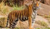 Tiger Attack: തിരുവന്തപുരം മൃ​ഗശാലയിൽ ജീവനക്കാരനെ ആക്രമിച്ച് കടുവ