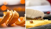 Orange Peel to Repel Cockroaches: പാറ്റയെ തുരത്തണോ? ഓറഞ്ച് തൊലി കൊണ്ടൊരു പ്രയോ​ഗമുണ്ട്, എളുപ്പ വഴി