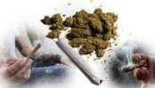 Marijuana Seized: എറണാകുളം കാലടിയിൽ വൻ കഞ്ചാവ് വേട്ട; 16 കിലോ കഞ്ചാവുമായി രണ്ട് ഇതര സംസ്ഥാന തൊഴിലാളികൾ പിടിയിൽ