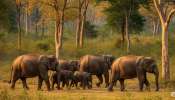 Wild Elephant Attack: അട്ടപ്പാടിയിൽ ആർആർടി സംഘത്തിന് നേരെ കാട്ടാനയുടെ ആക്രമണം; വാഹനം തകർത്തു