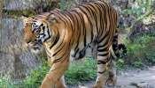 Wild Animal Attack In Valparai: വാല്‍പ്പാറയിൽ എട്ട് വയസ്സുകാരനെ പുലി കടിച്ചുകൊന്നു