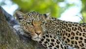 Wild Animal Attack In Valparai: വാല്‍പ്പാറയിൽ എട്ട് വയസ്സുകാരനെ പുലി കടിച്ചുകൊന്നു