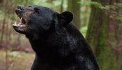 Bear Attack in Valparai: പുലിയല്ല, വാല്‍പ്പാറയില്‍ കൊല്ലപ്പെട്ട 8 വയസുകാരനെ ആക്രമിച്ചത് കരടി; മുഖത്തിന്റെ ഒരു ഭാഗം അടക്കം കടിച്ചെടുത്തു