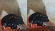 King Cobra found: കണ്ണൂരിൽ വീണ്ടും രാജവെമ്പാല; ഇത്തവണ കണ്ടെത്തിയത് അടുക്കളയിൽ