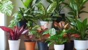 Indoor Plants: ഓക്സിജൻ ഉത്പാദിപ്പിക്കുന്ന 5 ഇൻഡോർ സസ്യങ്ങൾ