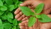 Tulsi Benefits: പ്രമേഹവും രക്തസമ്മർദ്ദവും കുറയ്ക്കാൻ തുളസിയില; ​ഗുണങ്ങൾ അറിയാം...