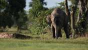 Wild Elephant: തൃശൂർ കുതിരാനിലെ ജനവാസ മേഖലയിൽ കാട്ടാന ഇറങ്ങി Wild Elephant: തൃശൂർ കുതിരാനിലെ ജനവാസ മേഖലയിൽ കാട്ടാന ഇറങ്ങി