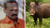 Wild Boar Attack: പുനലൂരിൽ കാട്ടുപന്നി ആക്രമണത്തിൽ തോട്ടം തൊഴിലാളിക്ക് ദാരുണാന്ത്യം