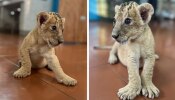 Lion Cubs Health: ആരോഗ്യം വീണ്ടെടുത്ത് തിരുവനന്തപുരം മൃഗശാലയിലെ സിംഹക്കുട്ടികൾ; പിച്ചവെച്ചു തുടങ്ങി