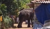 Palakkad Elephant Attack: പാലക്കാട് ക്ഷേത്ര ഉത്സവത്തിനിടെ ആനയിടഞ്ഞു; പാപ്പാനെ ചവിട്ടിക്കൊന്നു